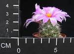 Bartschella schumannii