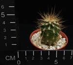 Carnegia gigantea