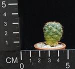 Coryphanta greenwoodii