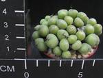 Conophytum meyeri