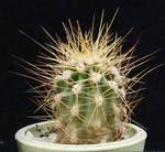 Carnegia gigantea