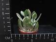 Crassula ovata variegata