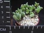 Cheiridopsis meyeri