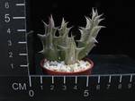 Caralluma hesperidum