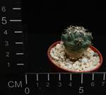 Coryphanta andreae