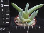 Cheiridopsis candidissima