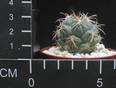 Coryphantha asterias