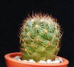 Coryphanta lauii