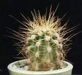 Carnegia gigantea