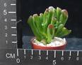 Crassula hobbit