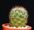 Coryphanta lauii