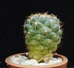 Coryphanta greenwoodii