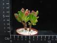 Crassula hobbit
