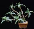 Cotyledon octopus