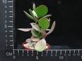 Crassula arborescens