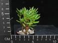 Crassula macowaniana