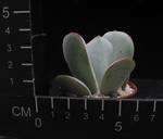 Cotyledon ausana
