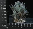 Crassula mesembryanthemoides