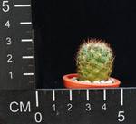 Coryphanta lauii