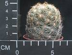 Coryphantha radians