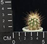 Carnegia gigantea