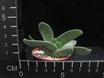 Crassula falcata