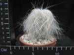Cephalocereus senilis