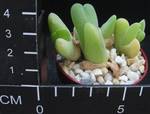 Cheiridopsis robusta