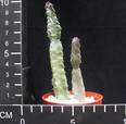Caraluma burchardii