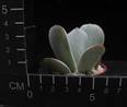Cotyledon ausana