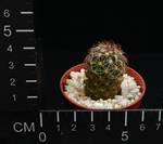 Coryphanta lauii