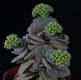 Crassula morgan beauty