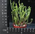 Crassula muscosa monstruosa