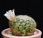 Dolichothele baumi
