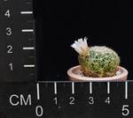 Dolichothele baumi