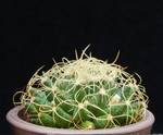 Dolichothele marnier lapostollei