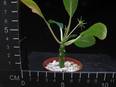 Dorstenia foetida