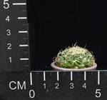 Dolichothele marnier lapostollei
