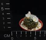 Dolichothele albescens