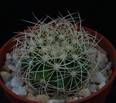 Discocactus araneispinus
