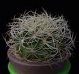 Discocactus araneispinus(3,5)