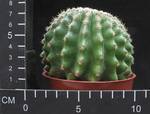 Echinocactus grusonii v. inermis