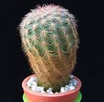 Echinocereus fitchii