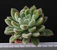 Echeveria setosa