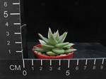 Echeveria agavoides
