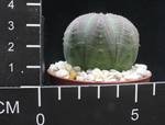 Euphorbia obesa