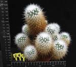 Echinomastus macdowellii