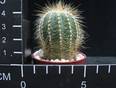 Eriocactus magnificus
