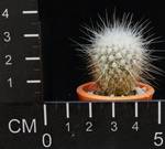 Echinomastus macdowelii