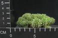 Euphorbia suzannae